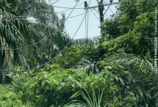Badai Terjang Bengkulu Selatan, Listrik Padam di Beberapa Wilayah 