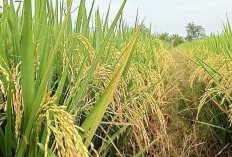 Tanam Padi Inpari 49, Lakukan Cara Agar Hasil Panen Melimpah