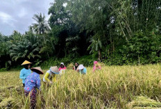 Padi Varietas Cigeulis Tumbuh Subur Di Bengkulu Selatan, Ini Buktinya