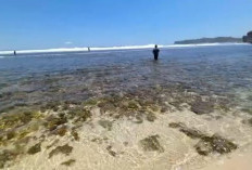 Pantai Tambak Rejo dan Pasir Putih Pasetran Gondo Mayit, Suasana Alamnya Sejuk