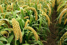 Jewawut Tanaman Pangan Yang Terlupakan, Pernah Menjadi Makanan Pokok, Kini Sudah Jarang Ditemui
