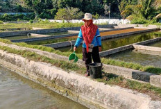 BBI Siapkan 6 Macam Bibit Ikan Air Tawar