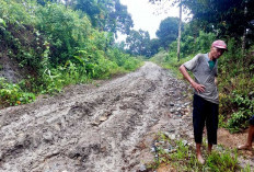 Jalan Sentra Produksi di Desa Lubuk Tapi Bikin Petani Menjerit