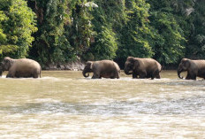 Gajah Sumatera di Bentang Sebelat Terdesak, Jumlahnya Tersisa 25 Ekor