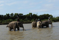 Kurun Waktu Dua Tahun, 1.585 Hektare Hutan Habitat Gajah di Bengkulu Jadi Sawit