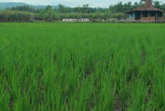 Padi Genjah Idaman Petani, Umur 63 Hari Panen, Hasil Melimpah