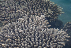 Teliti Ekosistem dan Biota Laut, Dinas Perikanan Kaur Survei Terumbu Karang Linau