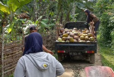 Pasokan Berkurang, Harga Kelapa dan Santan Masih Melambung