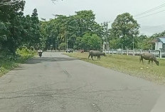 Masalah Ternak Liar Sulit Diatasi, Ternyata Ini Penyebabnya