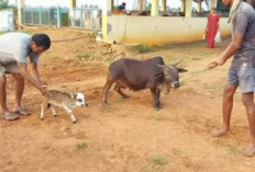 4 Jenis Sapi Terunik Di Dunia, Tubuh Mungil dan Lincah, Dijuliki Sapi Terkecil di Dunia