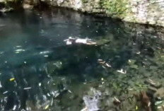 Keindahan Kolam Tilanga dan Legenda Ikan Sakti di Toraja