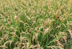 Padi Promadona Petani, Inpari 32, Bulir Bernas, Potensi Hasil Tinggi dan Tahan Penyakit