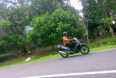Penataan Hutan Kota Terbentur Anggaran