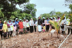 Desa Sumber Harapan Nasal Mulai Tanam Jagung untuk Ketahanan Pangan