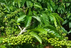 Petani Kopi di Bengkulu Spot Jantung, Tak Ada Jaminan Harga Kopi Tetap Stabil, Ini Penyebabnya