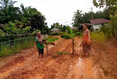 Warga Padang Kuas Tanam Pohon Pisang di Tengah Jalan