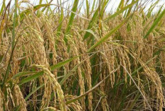 Mengenal Padi Ciherang Sugih, Varietas Unggul dengan Hasil Melimpah Dari Jawa Barat