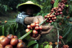 Harga Kopi di Seluma Naik Lagi, Tapi Harga Karet Turun