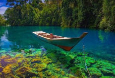 Pulau Kakaban, Wisata Populer di Dunia, Pemandangan Bawah Laut Mempesona, Bisa Berenang Bersama Ubur ubur