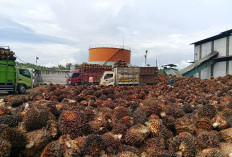 Nataru, Pabrik Kelapa Sawit Libur Empat Hari