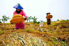 Distan Petakan Tingkat Kerawanan Produksi Pangan