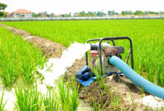 Hujan Tak Menentu, Petani Dambakan Mesin Pompa Air