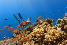 4 Tempat Snorkeling dan Diving Terbaik Di Aceh, Terumbu Karangnya Indah dan Menawan