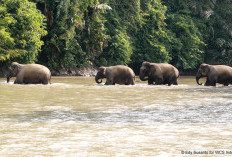 Selamatkan Gajah Sumatera, KSBAS Desak Pencabutan Izin 4 Perusahaan di Bentang Seblat