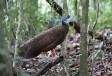 Sempat Dianggap Punah Burung Endemik Pulau Sumatera Ini Masih Ada, Ukurannya Besar dan Berbulu Cantik