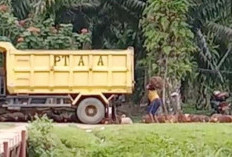 Dugaan Penguasaan Kawasan CA, Jaksa Seluma Panggil Manajemen PT. AA