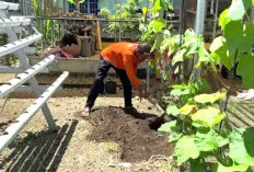 Distan Bengkulu Selatan Dorong Masyarakat Tanam Sayuran