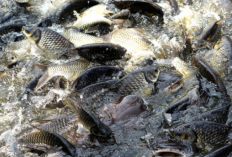 Harga Ikan Air Tawar di Bengkulu Selatan Terus Meroket 