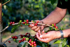 Harga Kopi Turun, Petani Diminta Pertahankan Kualitas