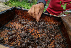 BUMDes Gilang Jaya Budidaya Lebah Kelulut