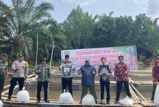 20 Ribu Bibit Ikan Lele Dilepas Di Kolam Desa Lawang Agung