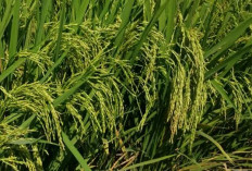 Keunggulan Padi CL MAS, Anakan Banyak dan Hasil Melimpah