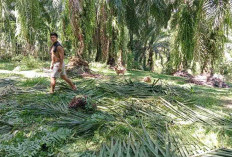 Agar Masyarakat Lebih Makmur, Perlu Pengelolaan Berkelanjutan Tanaman Kelapa Sawit