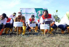 Pertamina Tanam 2.025 Mangrove di Bengkulu