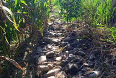 Petani di Desa Tambangan Harapkan Perbaikan Irigasi