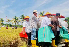 Pimpin Panen Raya Padi, Rifai Optimis Beras Seginim Mendunia