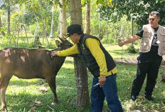 Penyakit Sapi Ngorok Mereda, Peternak Rugi Rp 1,5 Miliar 