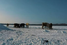 Kulkas dan AC Tak Berguna, Yakutsk Kota Terdingin Di Rusia Yang Menyiksa