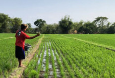 Panduan Lengkap Memupuk Tanaman Padi Agar Hasil Panen Terbang, Petani Dijamin Untung