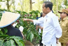 Jokowi Perintahkan Mentan Tingkatkan Produksi Kopi Hingga 8 Kali Lipat