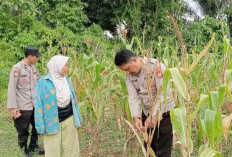 Ketahanan Pangan, Polsek Talo Monitoring Tanaman Jagung