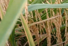 Bingung Cari Benih Padi Untuk Sawah tadah Hujan, Ini 3 Jenis Benih Padi Toleran Kekeringan, Hasil Jos