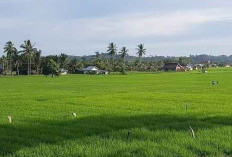 Semua Harus Terlibat Dukung Potensi Bidang Pertanian