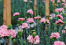 Grace Rose Farm Bandung: Kebun Bunga Mawar Terindah dan Instagramable di Bandung