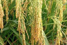 Hampir 100 Persen Petani di Bengkulu Selatan Gunakan Bibit Unggul Padi