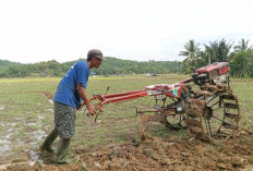 Masuki Masa Tanam, Petani Dambakan Bantuan Benih Padi Unggul